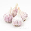 New Crop Gourmet Red Garlic Price